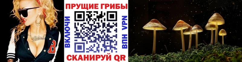 Галлюциногенные грибы Cubensis Бежецк